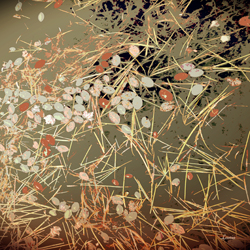 Grass